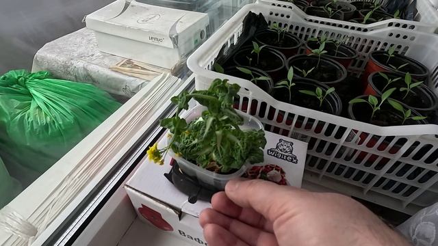 Из кочерыжки выросла пекинская капуста и зацвела! смотреть онлайн