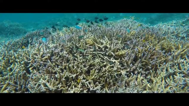 Корал Майн Coral Mine