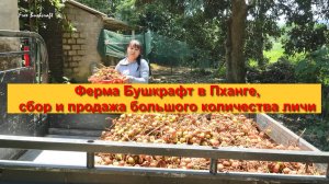 Ферма Бушкрафт в Пханге,сбор и продажа большого количества личи