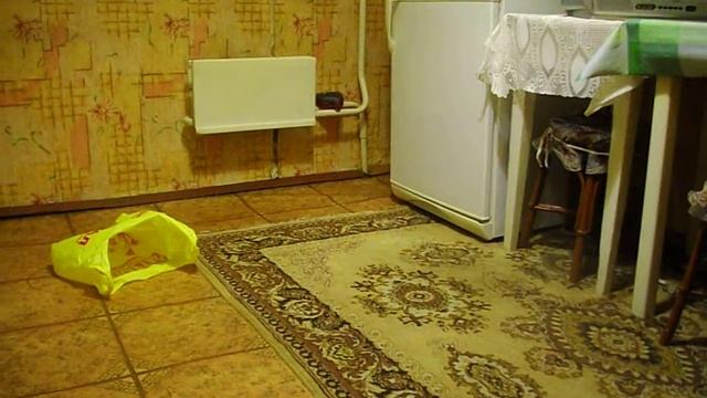 Funny Cat Dusya 2 - кошка Дуся и пакет 2 смотреть онлайн