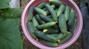 СОБРАЛ  В ПАРНИКЕ  ОГУРЦЫ F 1, МУЗЫКАЛЬНЫЕ ПАЛЬЧИКИ, ЛУХОВИЦКИЙ, ТЁЩА, МАЗАЙ, 10 АВГУСТА 2017