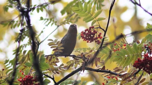 Водопад на реке Лавна. Оляпки. Дневник наблюдений