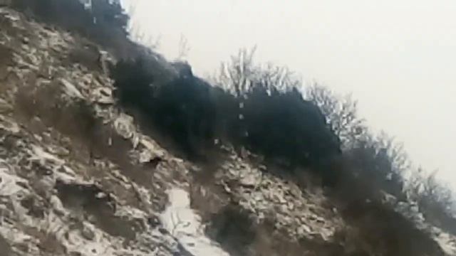 Погода. Снег, собака, горы.