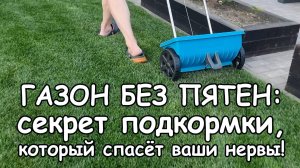 Чем подкормить газон, чтобы не спалить его Удобрение, которое не навредит даже новичку!