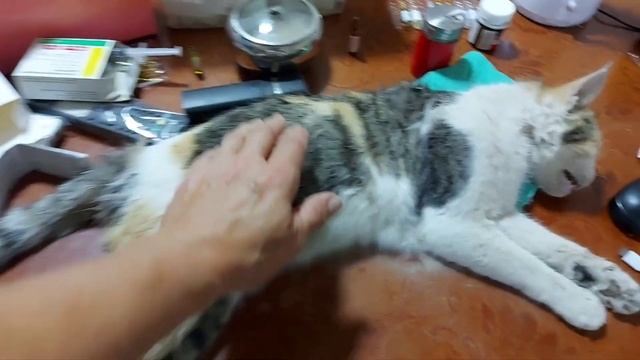 Ташкент. Горе... Дикари убили соседскую кошку. 6 лет я ее смотреть онлайн