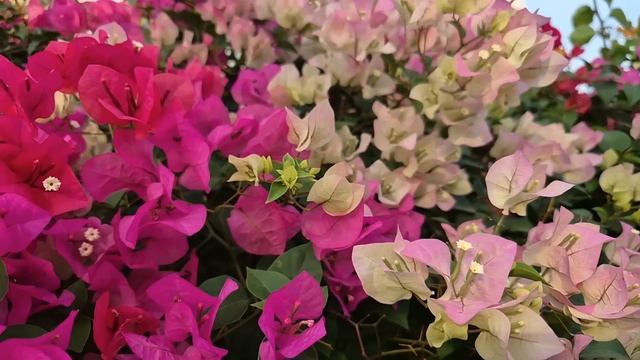 Убедившись, что невестка уехала в командировку, свекр? смотреть онлайн