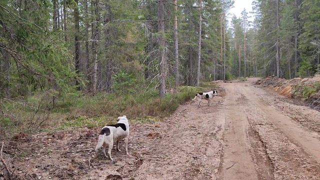 Пение соловушки в лесу смотреть онлайн
