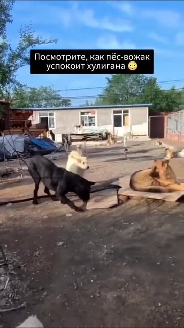 Как пёс-вожак успокаивает хулигана. Очень сильное видео. Много раз пересмотрел