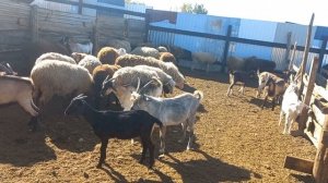 Понос диарея у овец и баранов. Что делать?