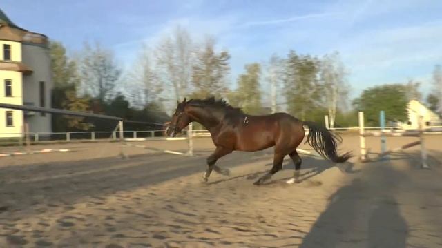 Веласкес. Галоп на корде.