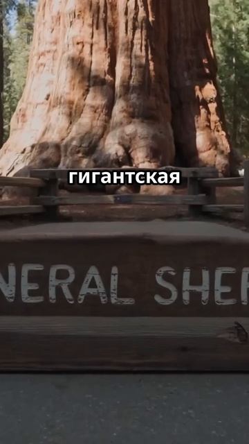 Самое высокое и самое широкое дерево в мире! смотреть онлайн