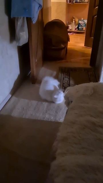 Смешные животные! Кошка после карантина) смотреть онлайн