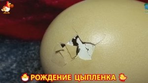 Как вылупляется цыпленок из яйца 🐣 Рождение цыпленка 🐥 (1)