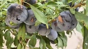 Диплоїдна слива Блек Сплендор. Plum Black Splandor. Дуже смачна
