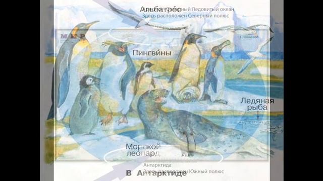 где живут белые медведи