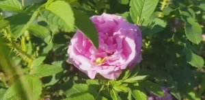 Роза Wasagaming (гибирд Rugosa, Dr. Frank Leith Skinner Канада, 1939) от Питомник МамаРозы