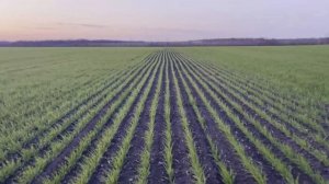 Яровой ячмень Космос. Состояния посевов после замороз