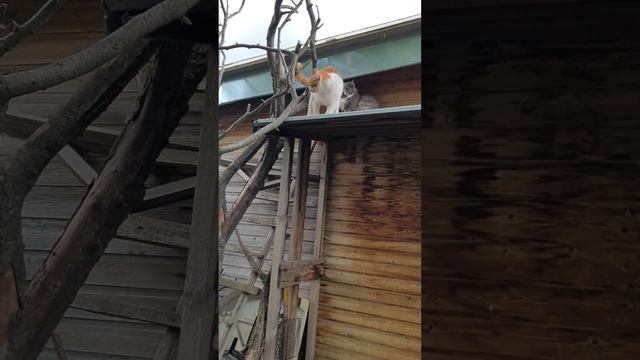 Будни. Утро. смотреть онлайн