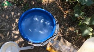 Применение сыворотки в саду: удобрение и защита - 7 дач