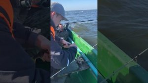 РЫБАЛКА на ЧУДСКОМ Озере 2024 осень! Поймали 5КГ рыбы