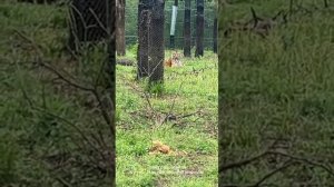 Из Хуньчунь в Чанчунь. Экскурсия к пандам. Часть втора?