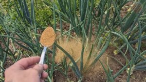 Луковые репки разносит до неузнаваемости после этой присыпки  + пропадает луковая муха и гнили.