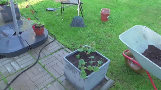 Рубрика «Дача». Начальные посадки =)