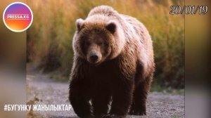 БУГУНКУ ЖАНЫЛЫКТАР / КЫРГЫЗСТАН БАЭ командасын ута алабы? Нарында фура турак жайды сүзүп