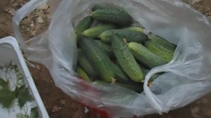 СОБРАЛ В ПАРНИКЕ МОЛОДЫЕ ОГУРЦЫ, СОРТ ЛУХОВИЦКИЙ F 1, МАЗАЙ F 1, 06 АВГУСТА 2017