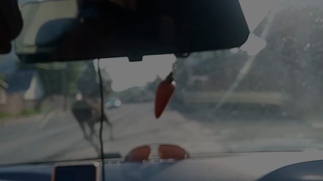 Иваново. Ул. Большая Воробьевская. 24.05.25. 6:00. Лось. смотреть онлайн