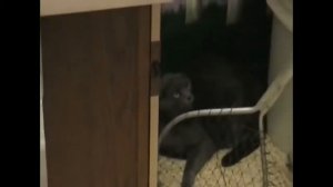 Животные у ветеринара - ПРИКОЛ!!!!!