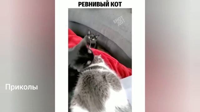 Тест на психику / Ржака до слез / Лучшие Приколы 2021 / Кубы / Best cube смотреть онлайн
