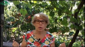 Выращиваем томаты в 2 стебля: формировка для жаркого климата и теплиц - 7 дач