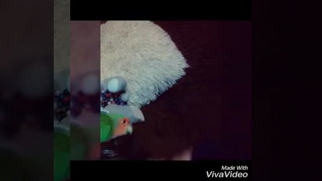 Попугай Кеша защищает свое богатство смотреть онлайн