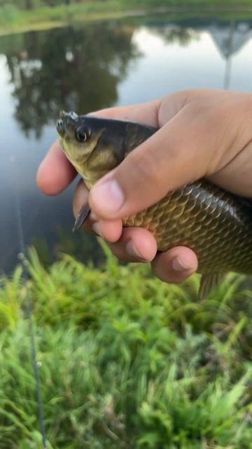 Первый осенний карась 2024 на мормышинг #рыбалка #fish #рыба смотреть онлайн