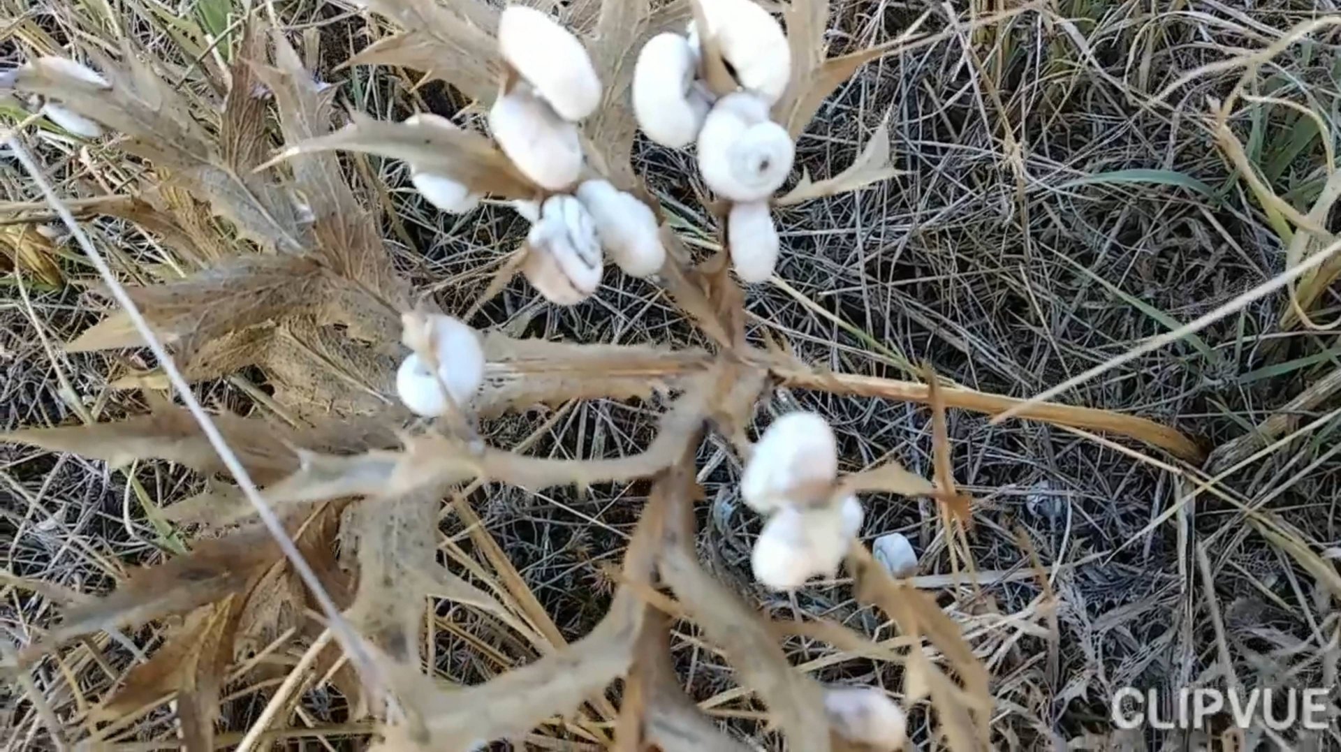 ЦВЕТЫ, КОТОРЫЕ ШЕВЕЛЯТСЯ!