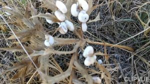 ЦВЕТЫ, КОТОРЫЕ ШЕВЕЛЯТСЯ!