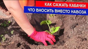 КАК САЖАТЬ КАБАЧКИ В ОТКРЫТЫЙ ГРУНТ