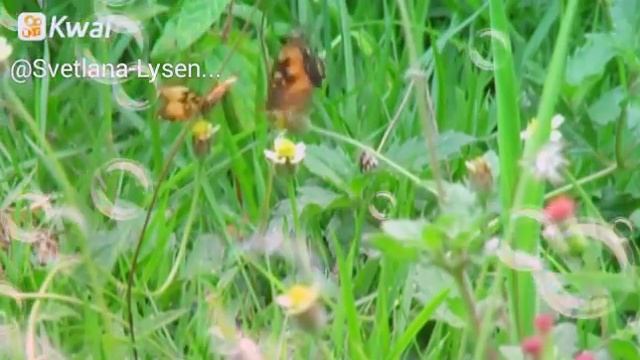 На кешеном канале такая видио картина,,,,,,ребята если панраветса,,,,,,пасматрите,,,,,,и ..... смотреть онлайн