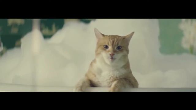 Прикольное реклама про кота смотреть онлайн