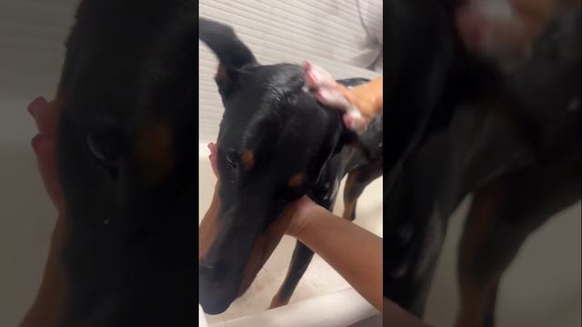 У нас самый чистый и послушный пёс! # доберман#грант#ку? смотреть онлайн