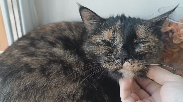 РАССАДЕ ХАНА / а виновникам хоть бы что