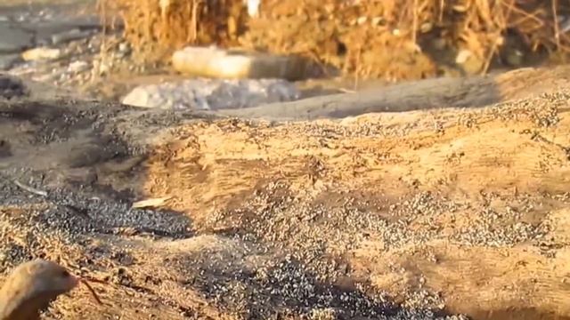 "Таинственный остров" анимационный фильм творческой студии ОРФЕЙ смотреть онлайн