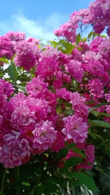 ДОБРОЕ УТРО смотреть онлайн