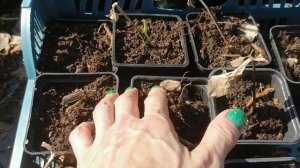 Морозник Спринг