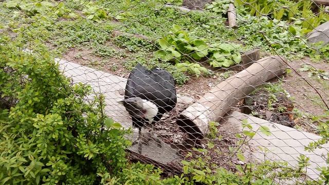 Московский зоопарк. Андский кондор.