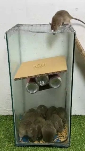 Мышеловка смотреть онлайн