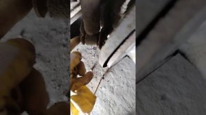 Замена задних амортизаторов и пружин Ниссан Альмера N1