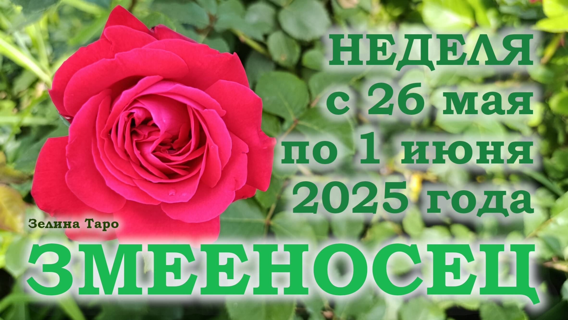 ЗМЕЕНОСЕЦ | ТАРО прогноз на неделю с 26 мая по 1 июня 2025 года