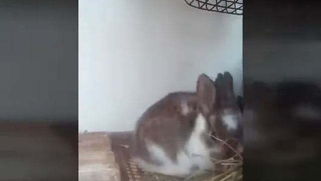 Первое видео!❤❤❤Всем привет!Правда кролики няшки!н смотреть онлайн